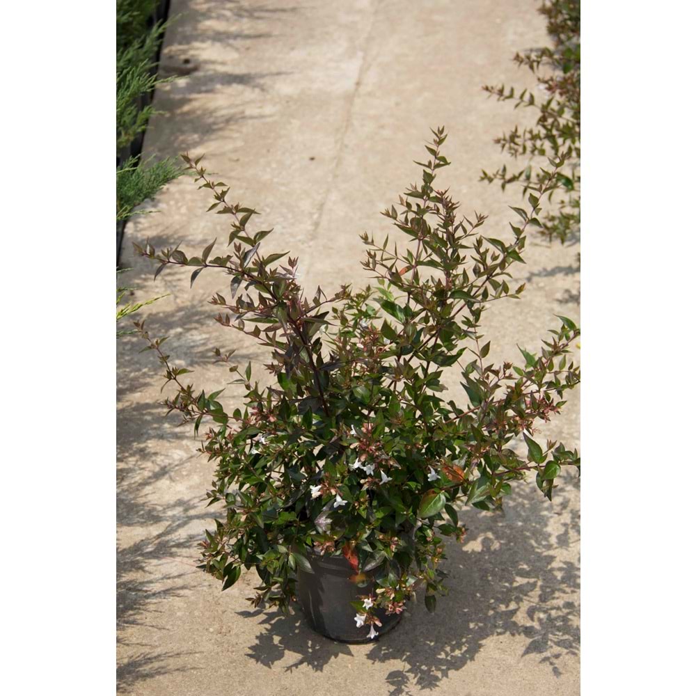 Abelia x grandiflora 3lt