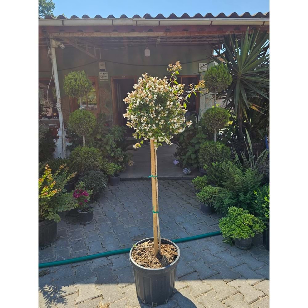 Abelia x grandiflora Tijli Baston Form