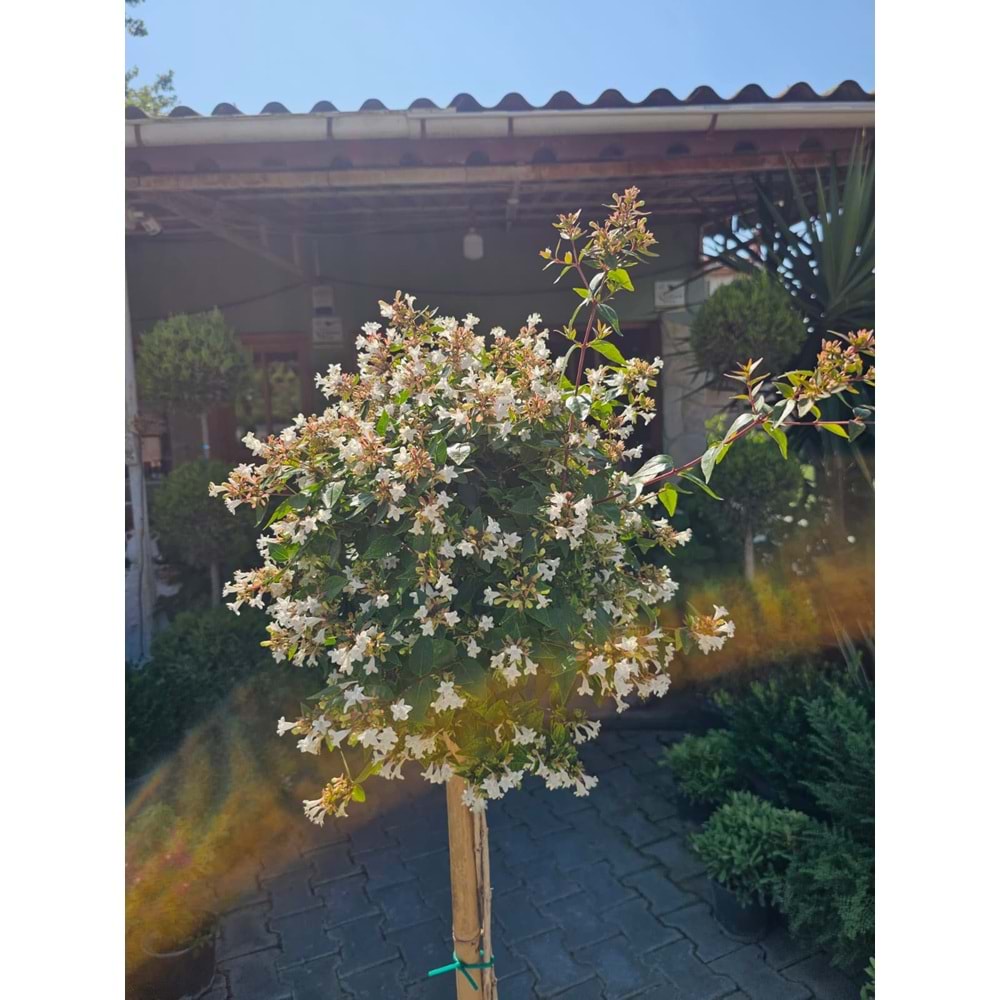Abelia x grandiflora Tijli Baston Form