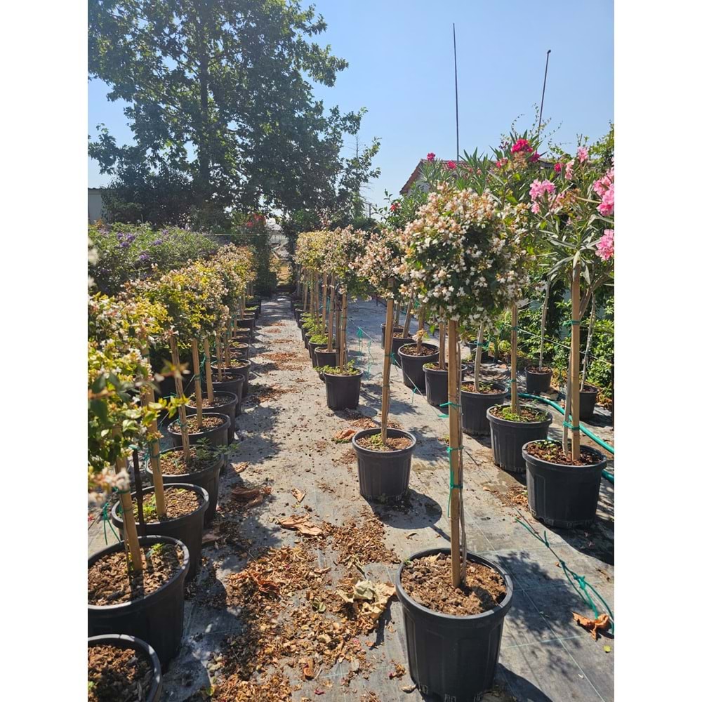Abelia x grandiflora Tijli Baston Form