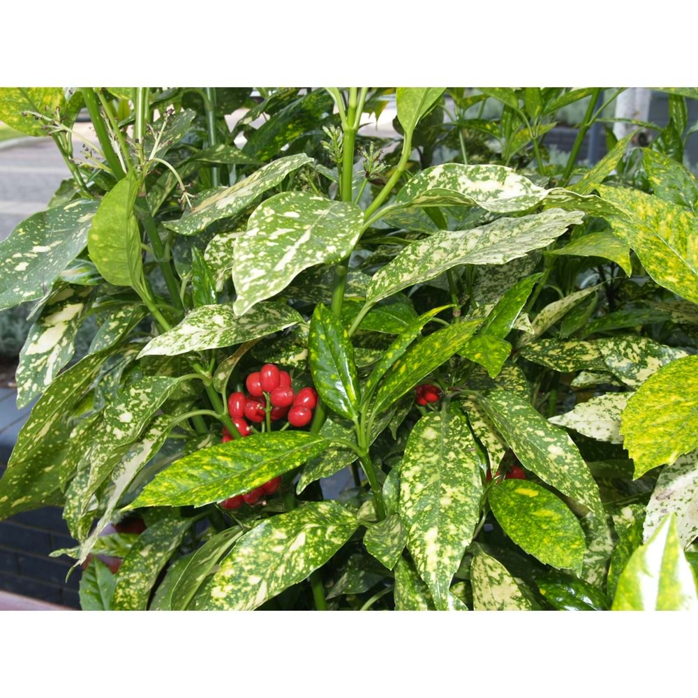Aucuba japonica variegata (Alacalı yapraklı japon defnesi) (25 lt)