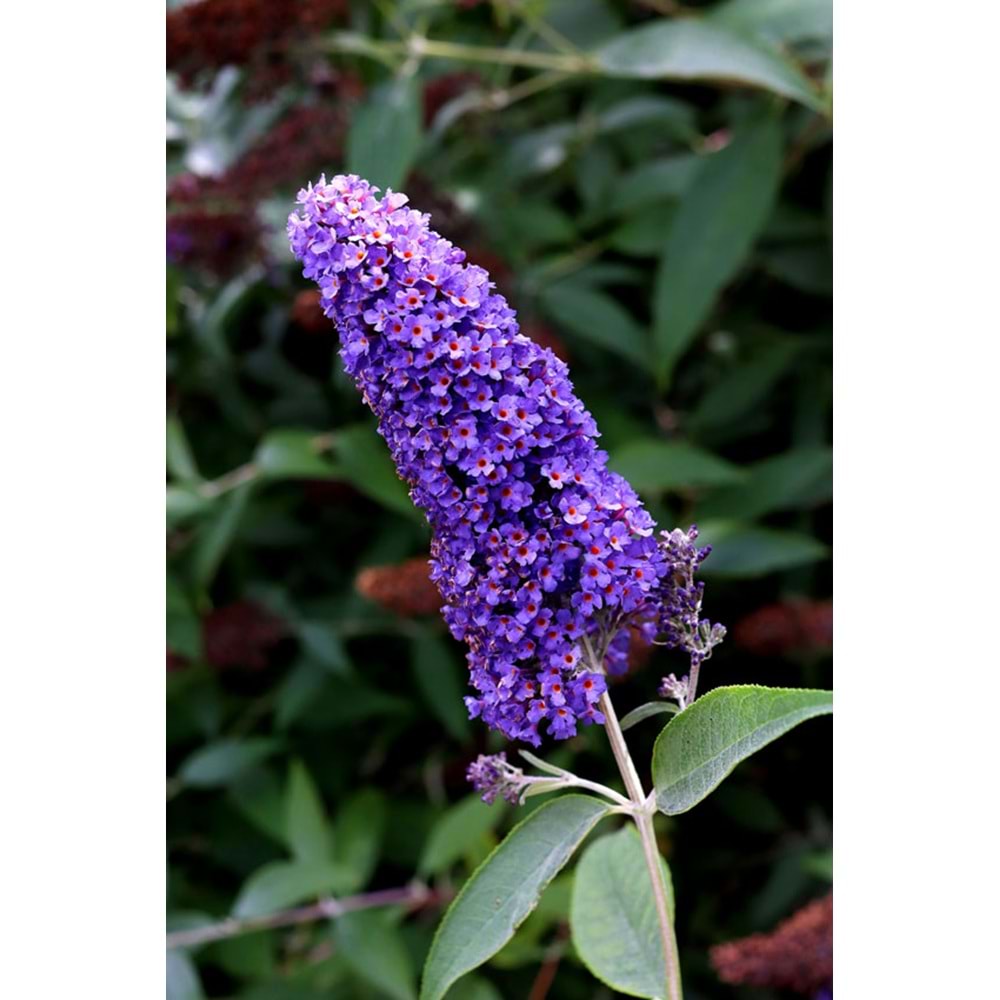 Buddleia davidii ( Kelebek Çalısı)