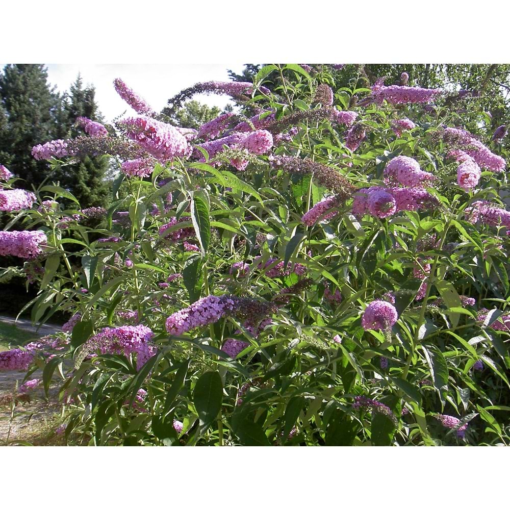 Buddleia davidii ( Kelebek Çalısı)