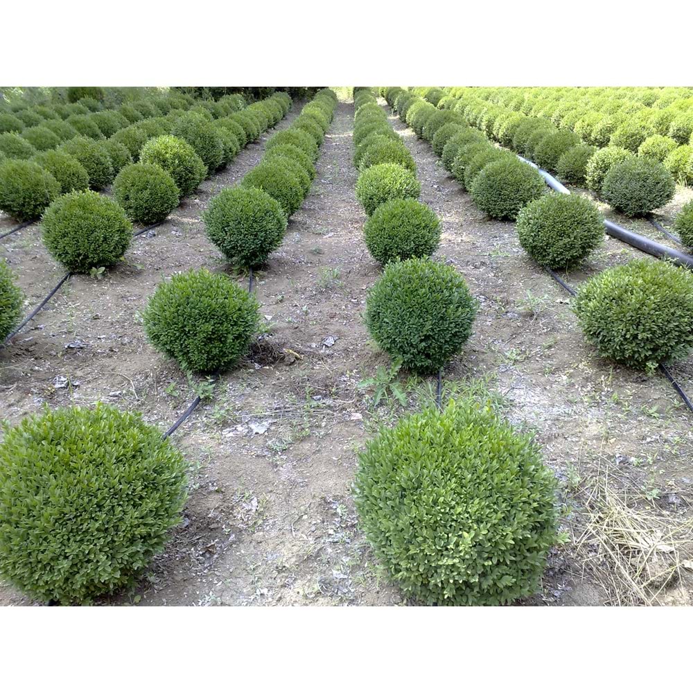 Buxus sempervirens