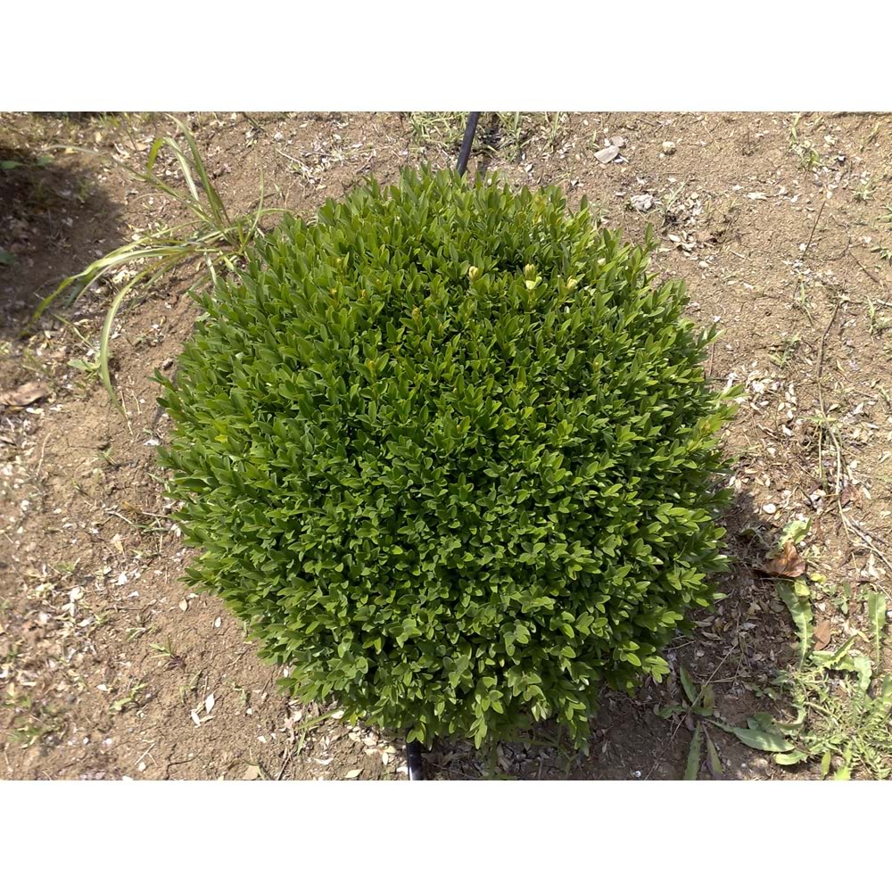 Buxus sempervirens