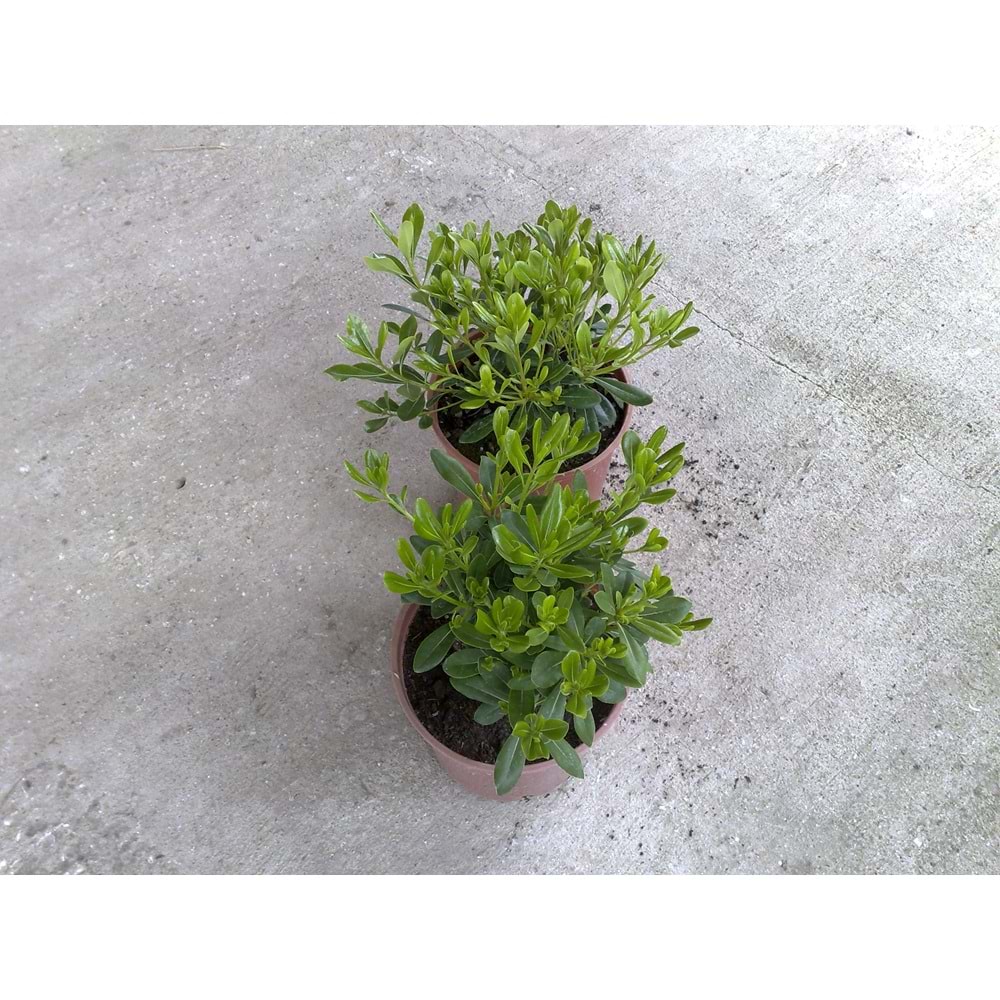 Buxus sempervirens