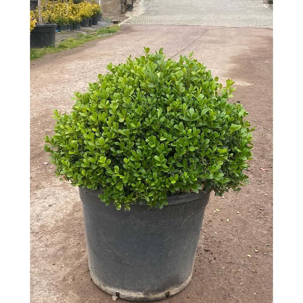 Buxus faulkner (Top Şimşir) 40*60