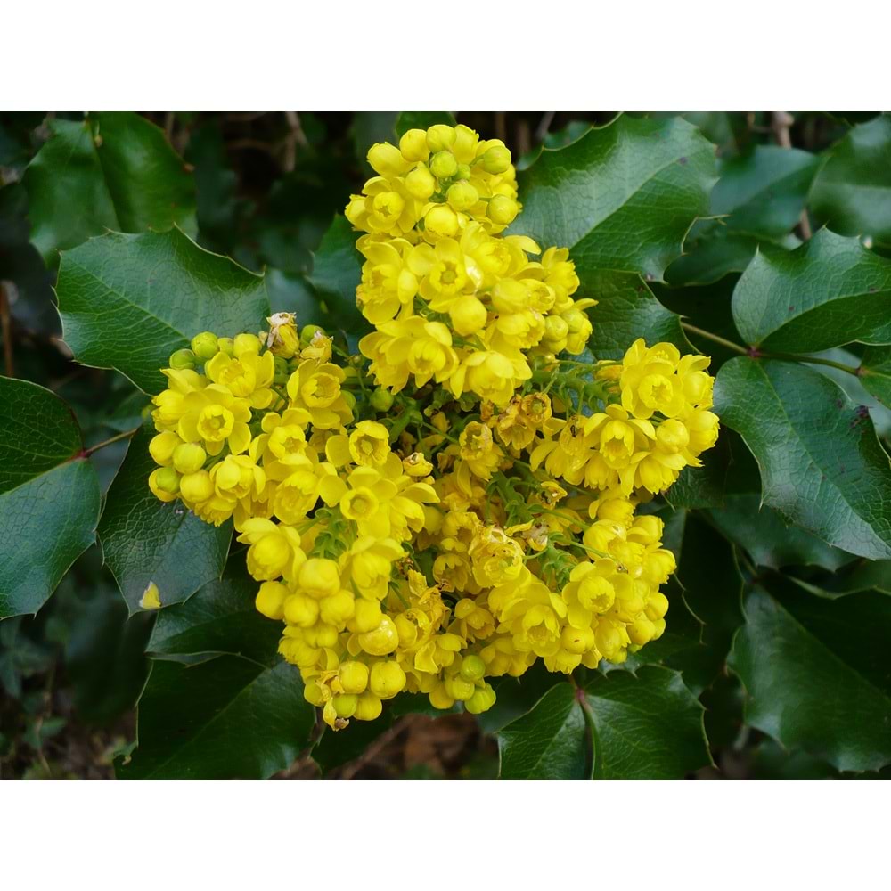 Mahonia aquifolium