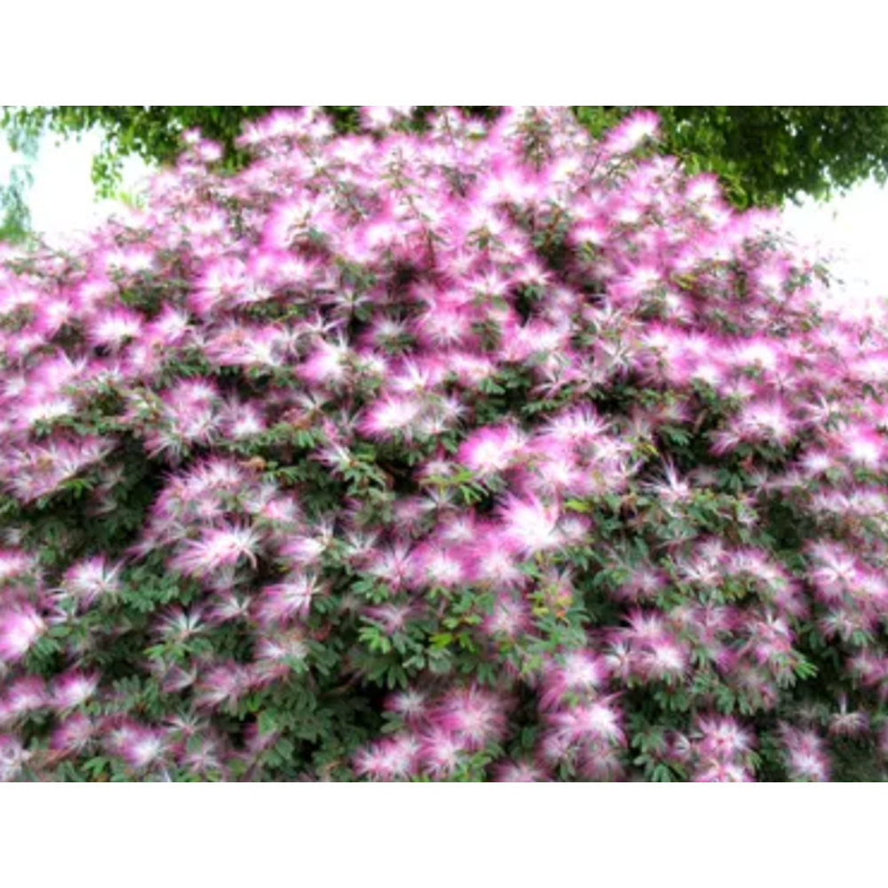 Calliandra Pink Poodle