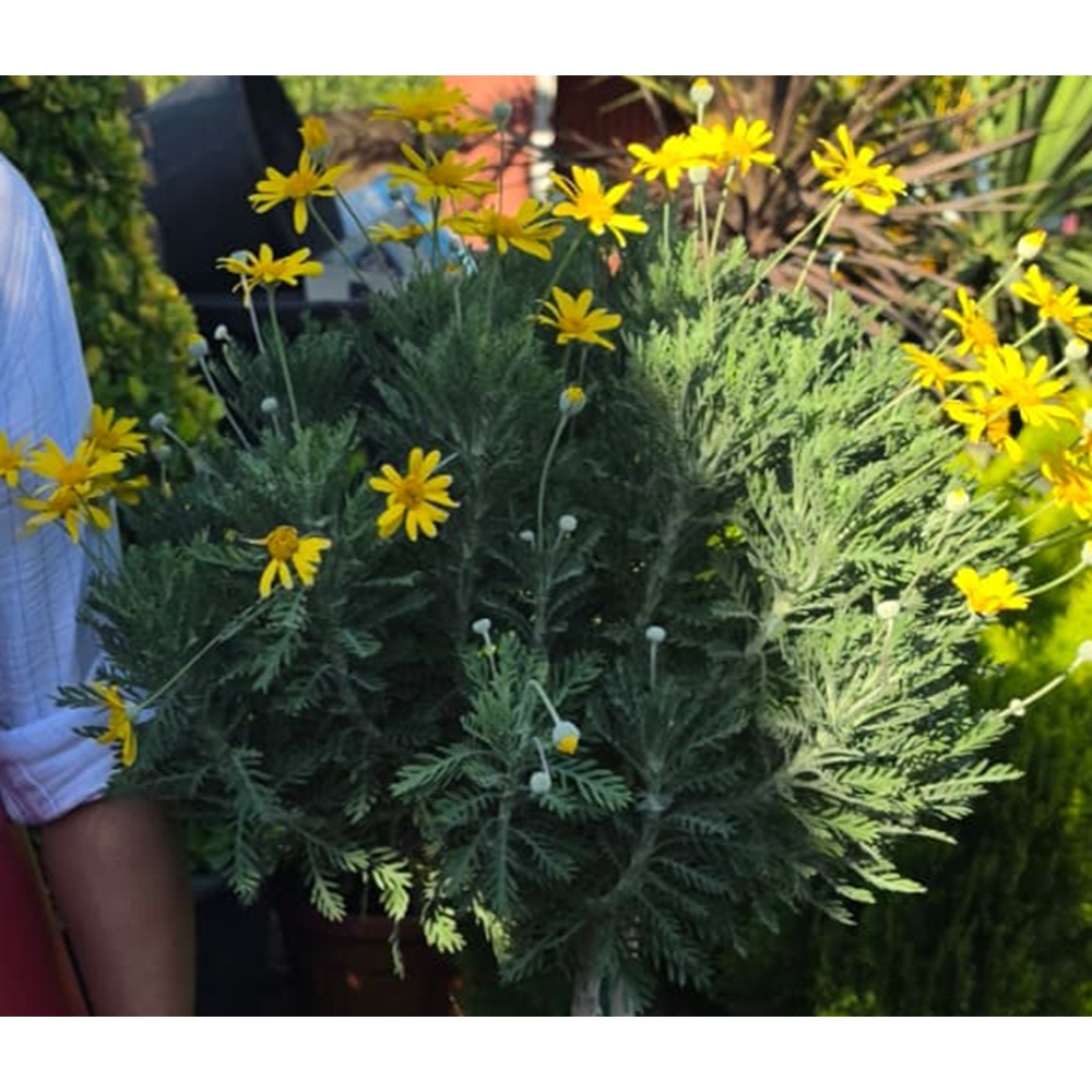 Euryops Pectinatus