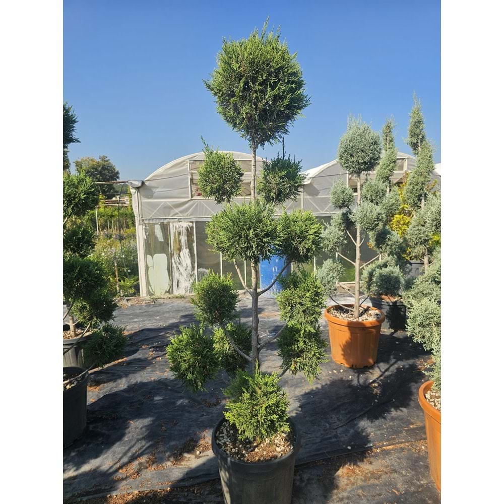 Leylandii Özel Ponpon Form 30LT