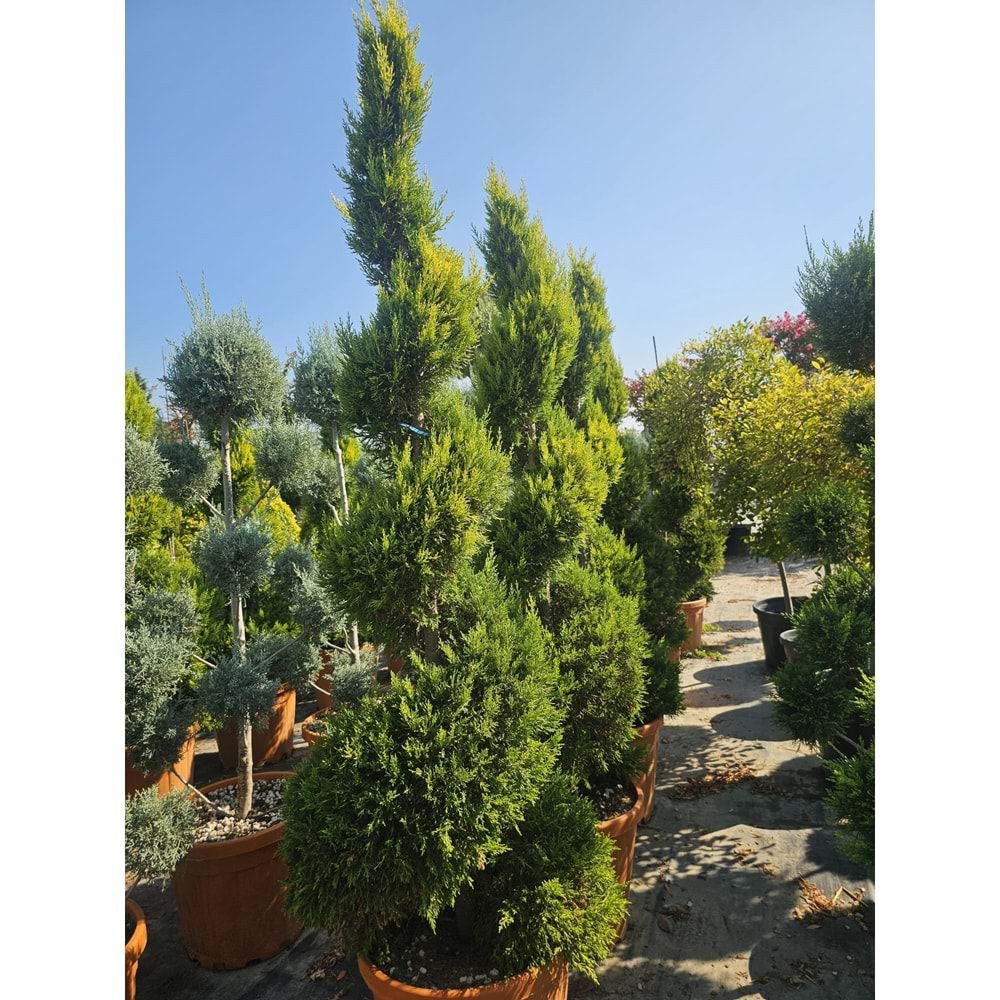 Limon Servi Spiral EXTRA Form 55LT