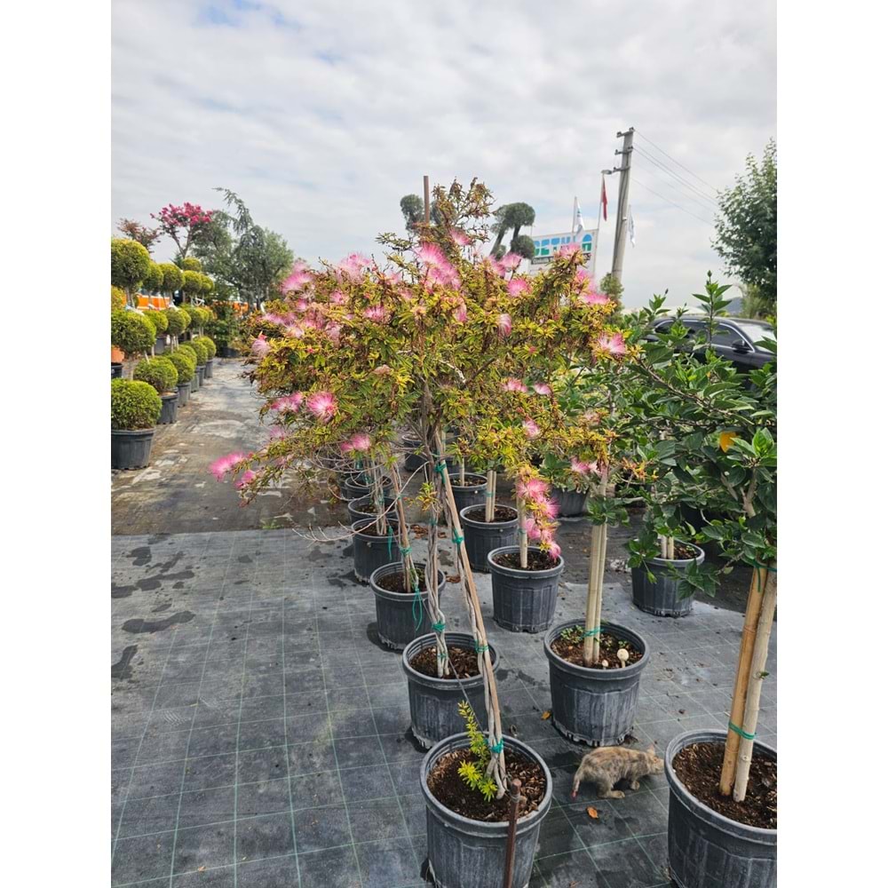 Tijli Calliandra Pink Poodle 20LT