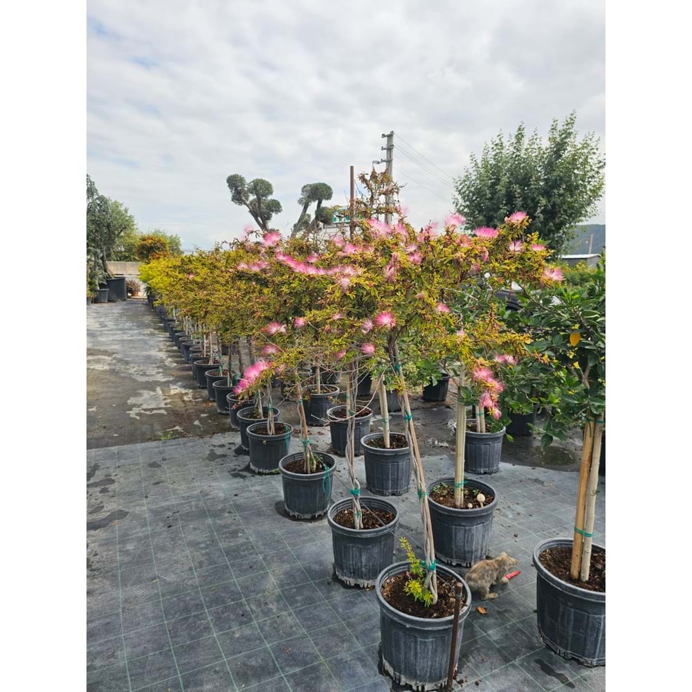Tijli Calliandra Pink Poodle 20LT