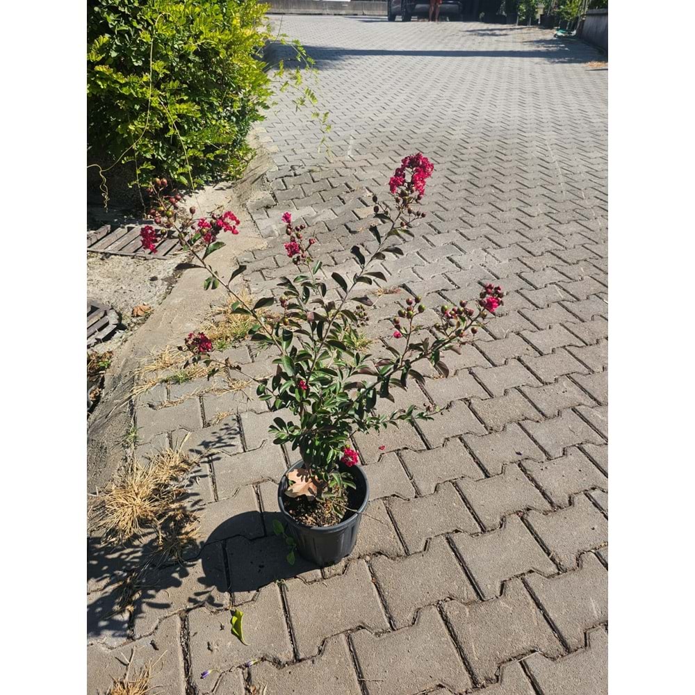 Bodur Oya (Lagerstroemia indica) – 4 LTt