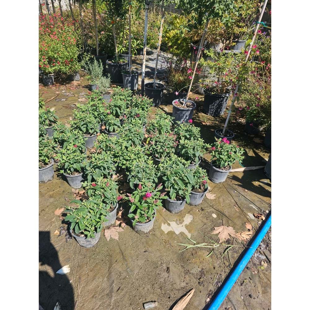 Bodur Kelebek Çalısı (Buddleja davidii) – 3 LT