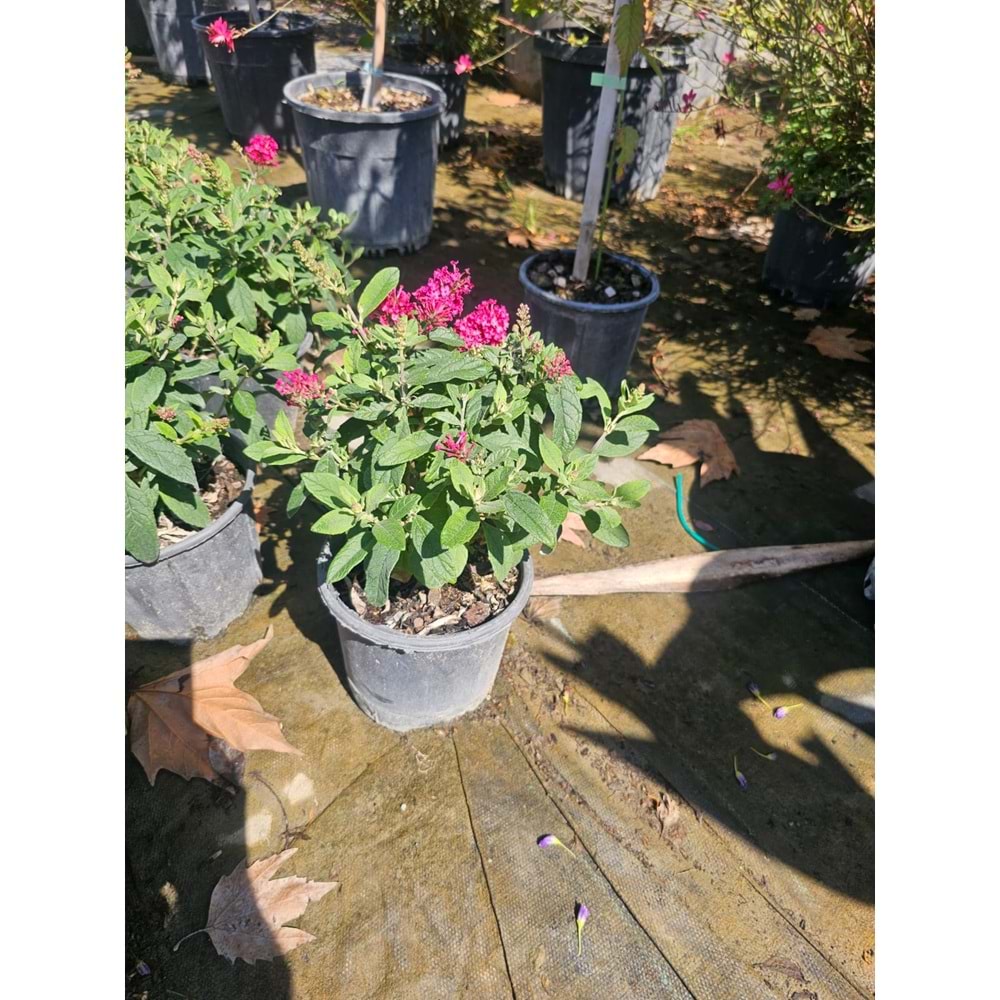 Bodur Kelebek Çalısı (Buddleja davidii) – 3 LT
