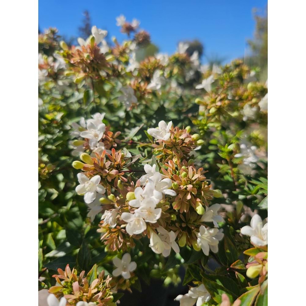 Abelia x grandiflora 7lt