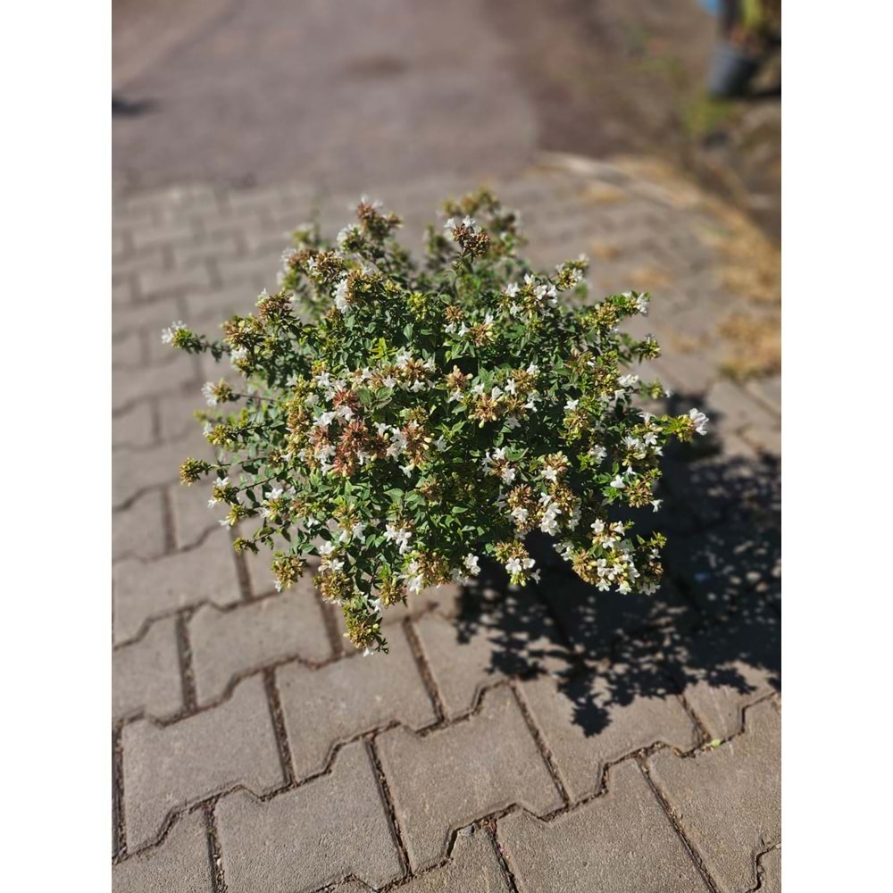 Abelia x grandiflora 7lt