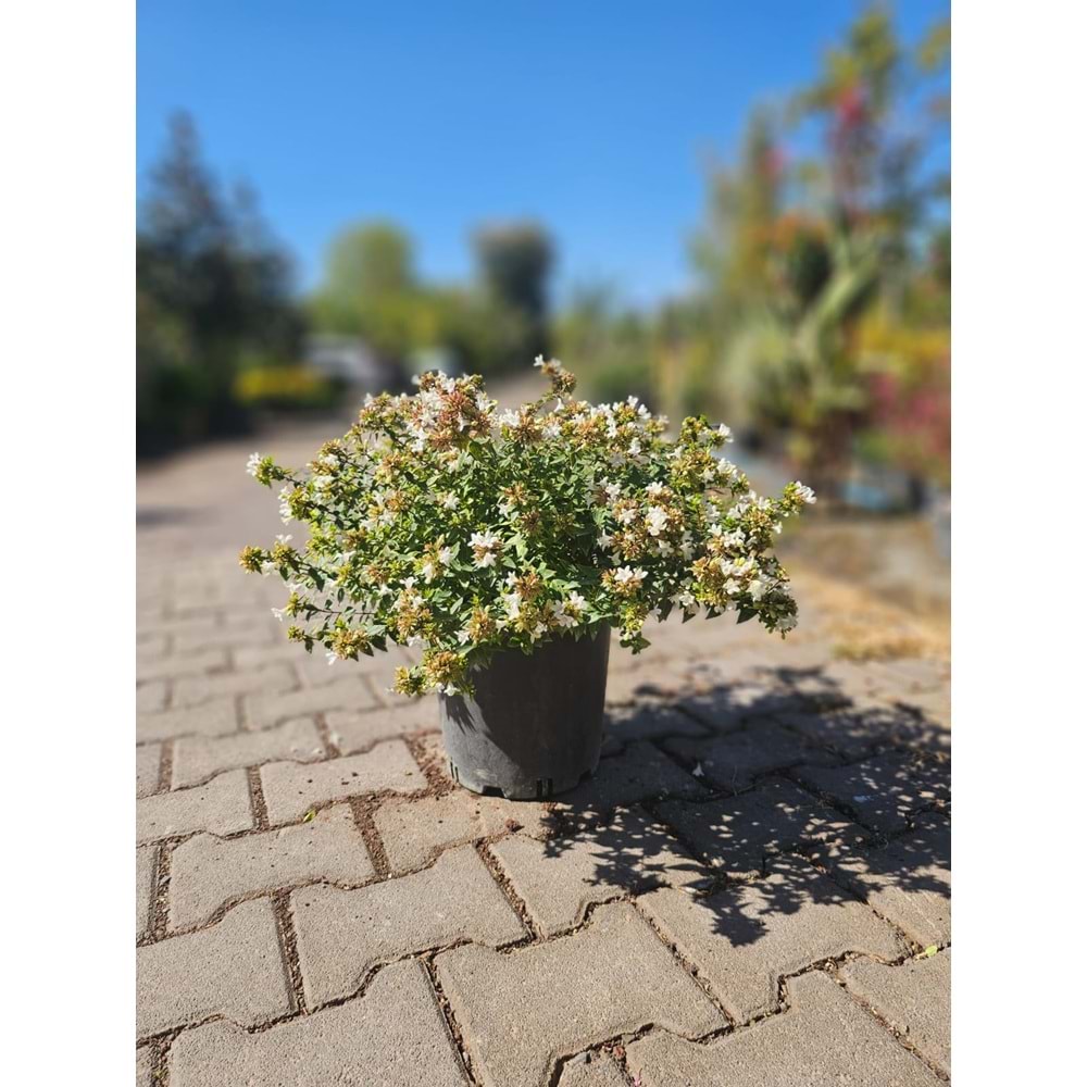 Abelia x grandiflora 7lt