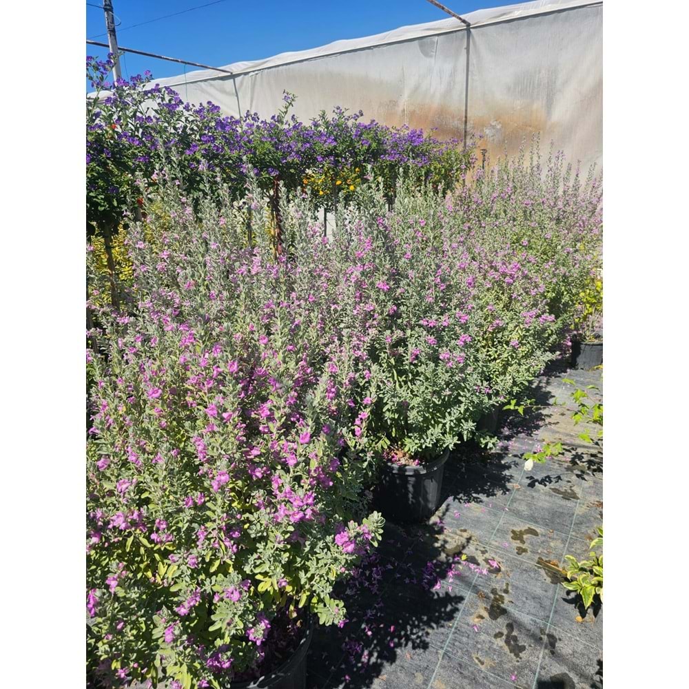 Texas Adaçayı (Leucophyllum frutescens) – 20 LT
