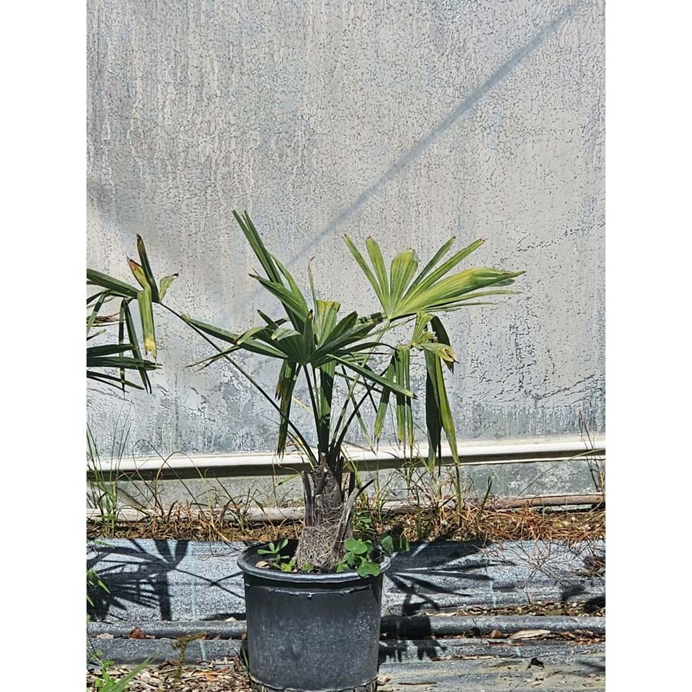 Tüylü Palmiye (Butia odorata) – 5 LT