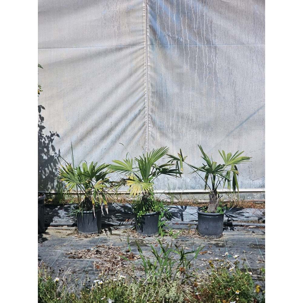 Tüylü Palmiye (Butia odorata) – 5 LT