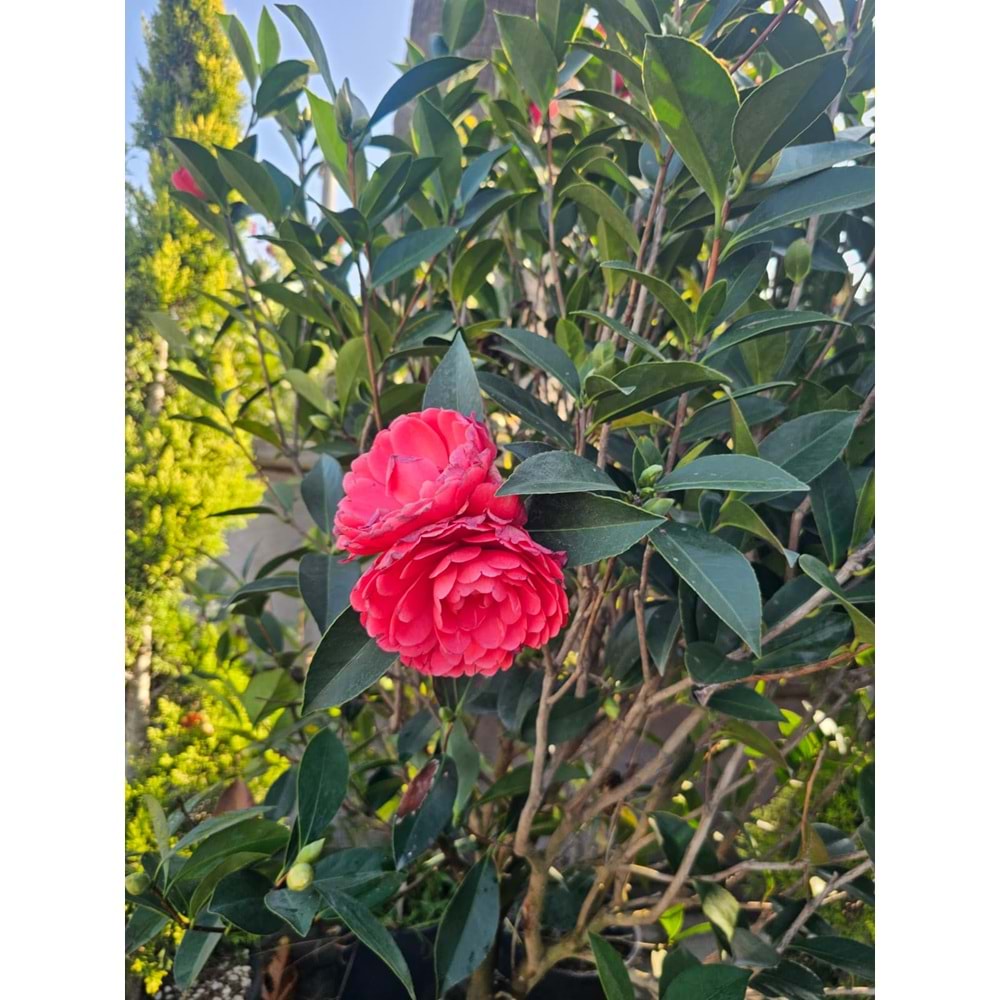 Kış Gülü (Camellia) 75LT