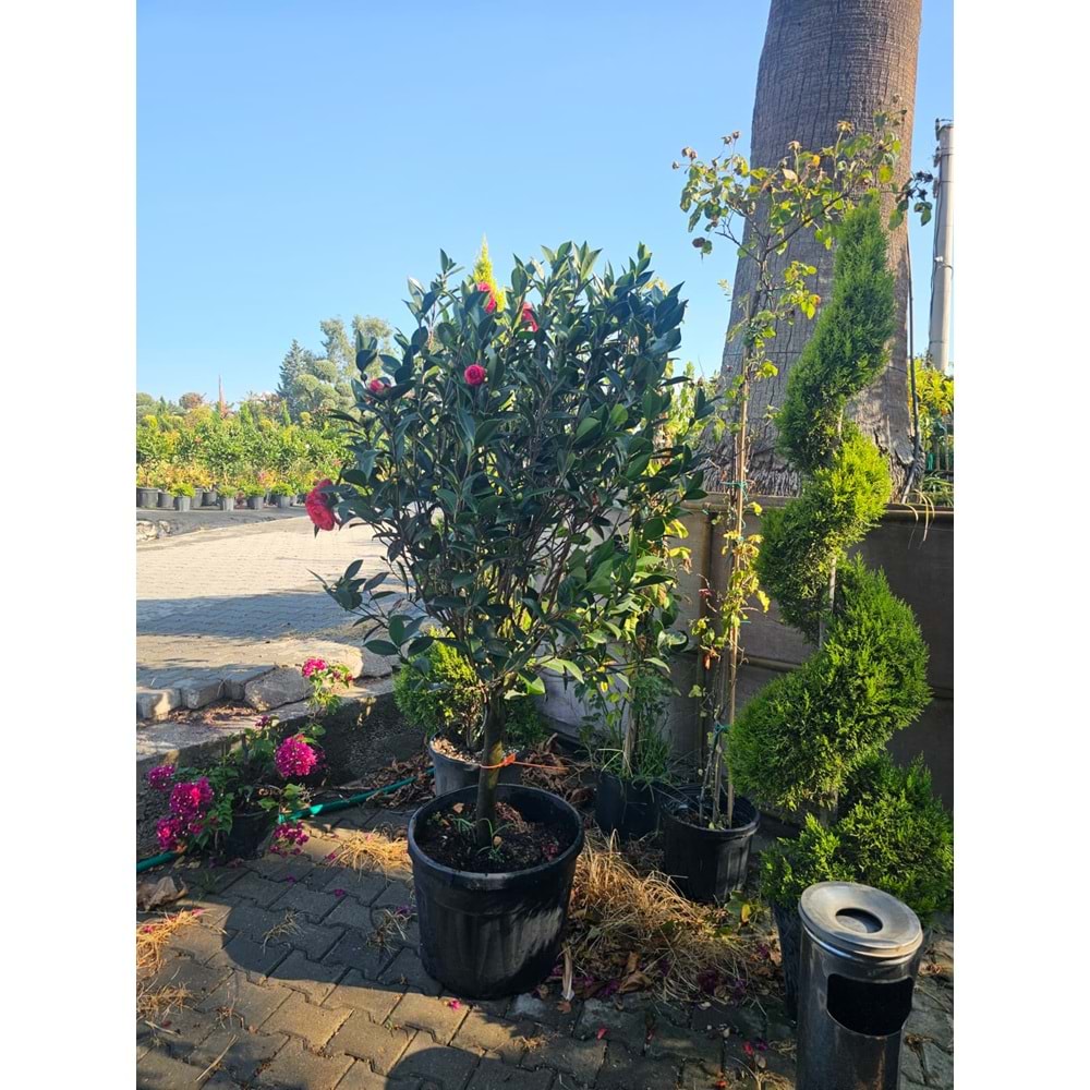 Kış Gülü (Camellia) 75LT