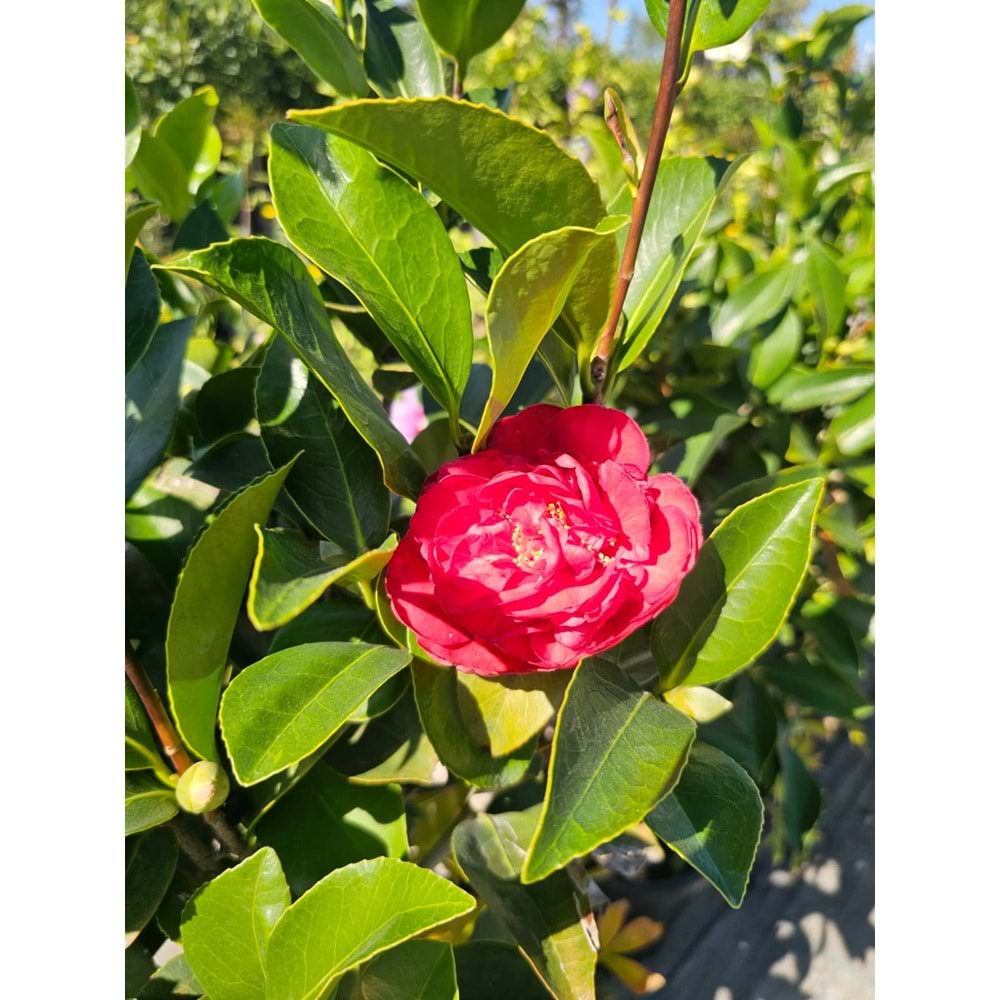Kış Gülü (Camellia) 25LT