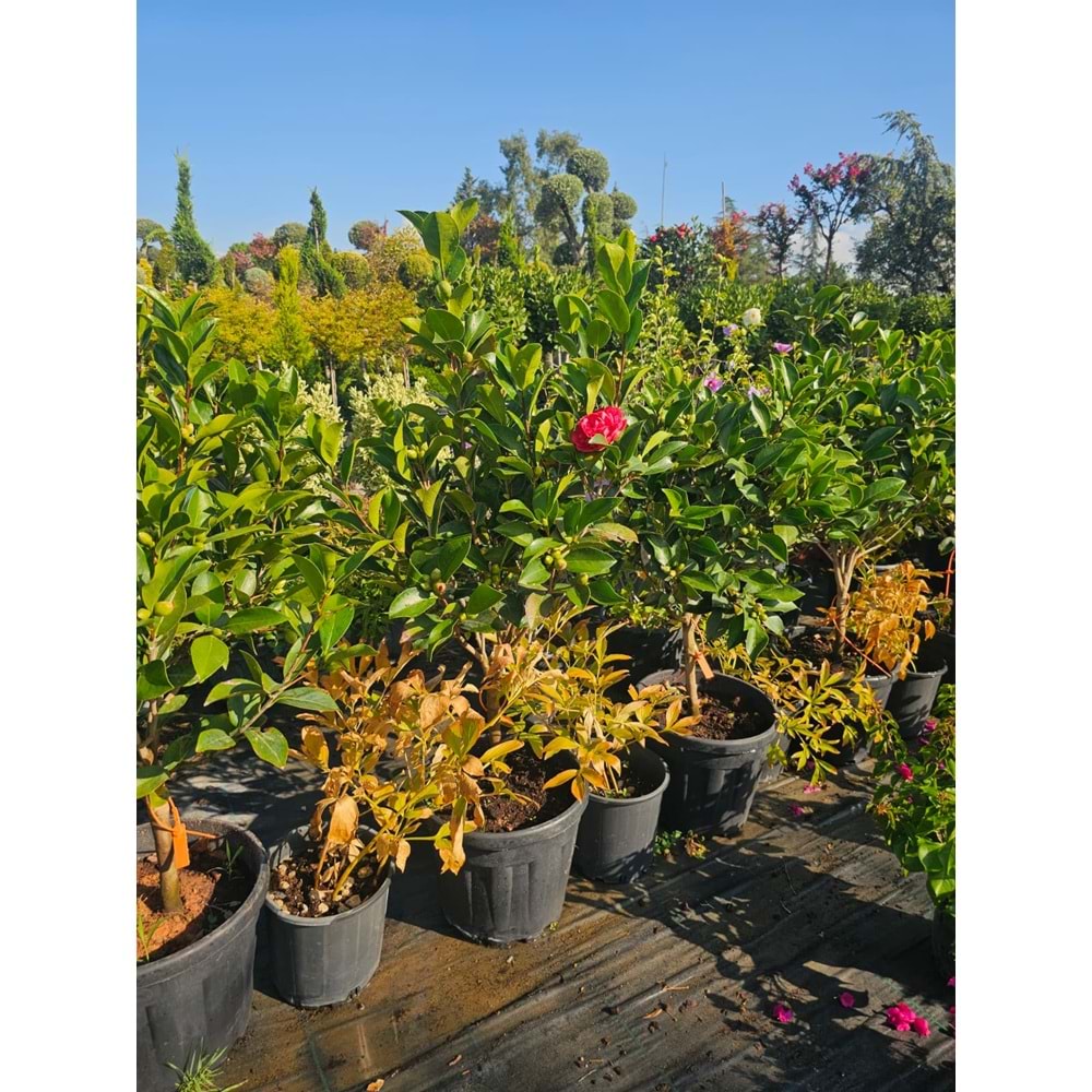Kış Gülü (Camellia) 25LT