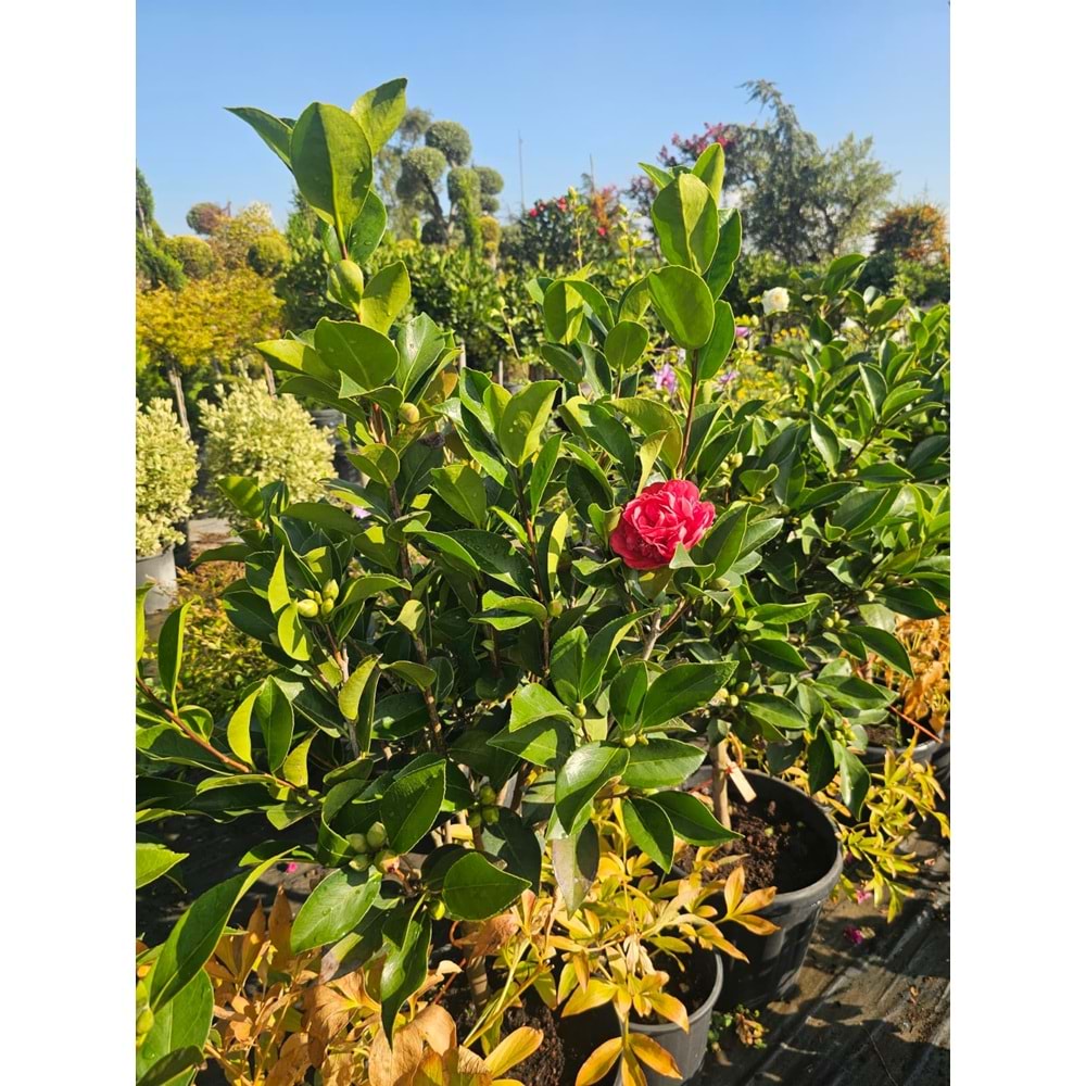Kış Gülü (Camellia) 25LT