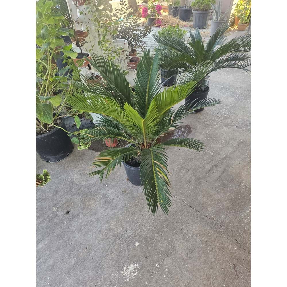 Cycas 5LT