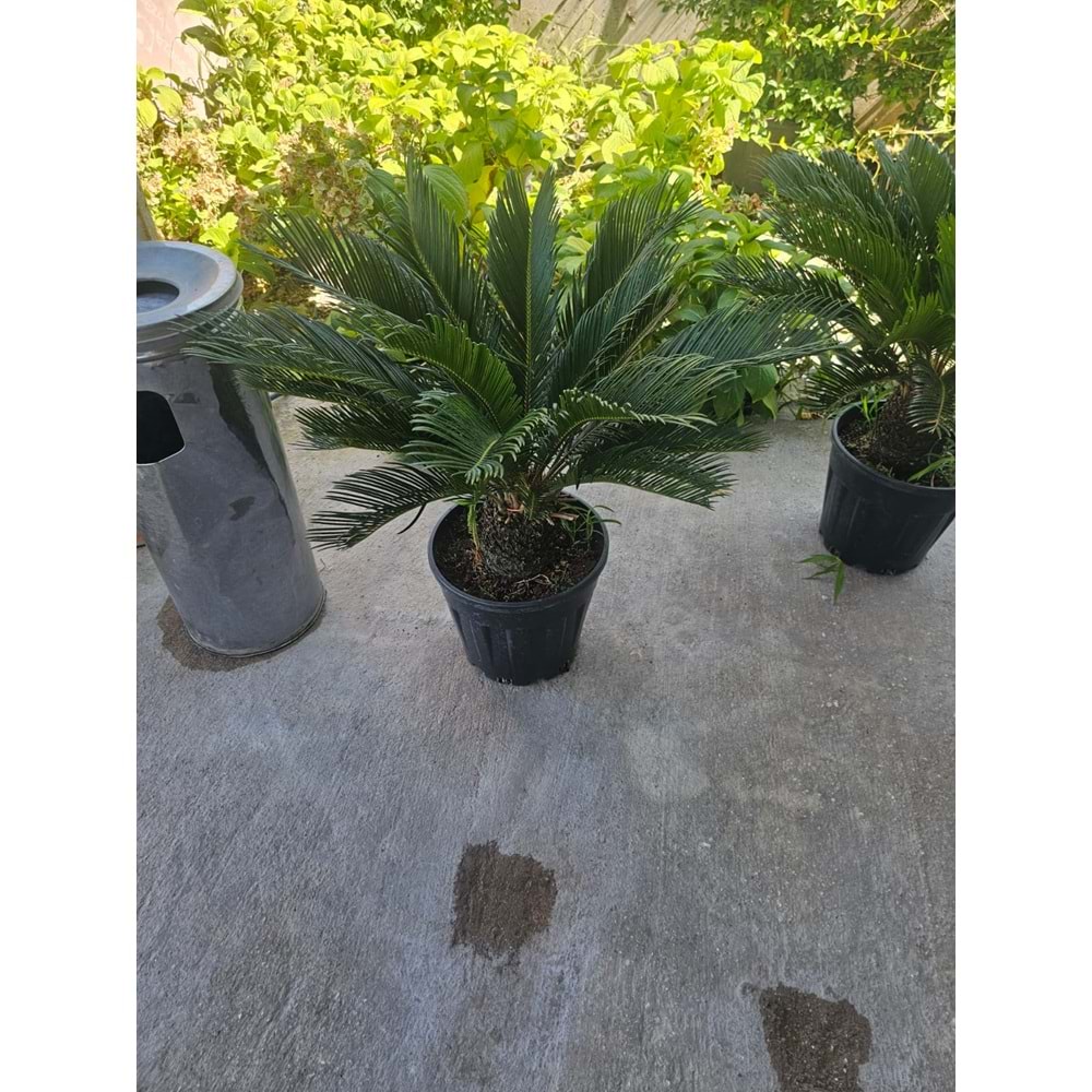 Cycas 10LT