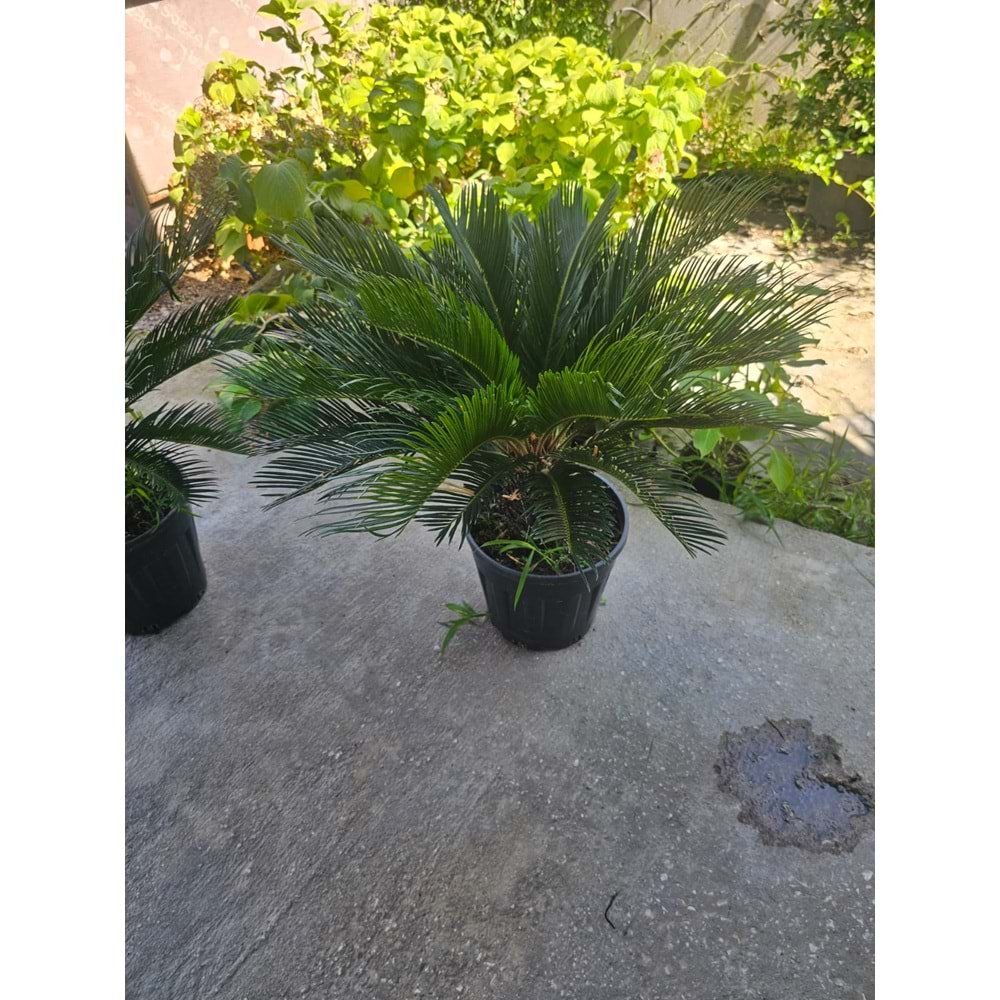 Cycas 10LT