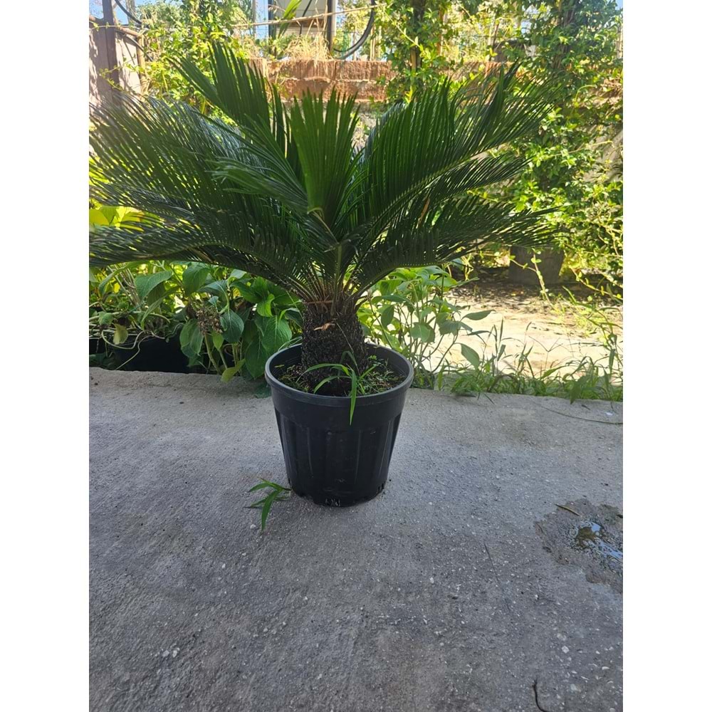 Cycas 10LT