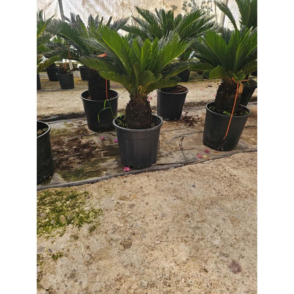 Cycas 20LT