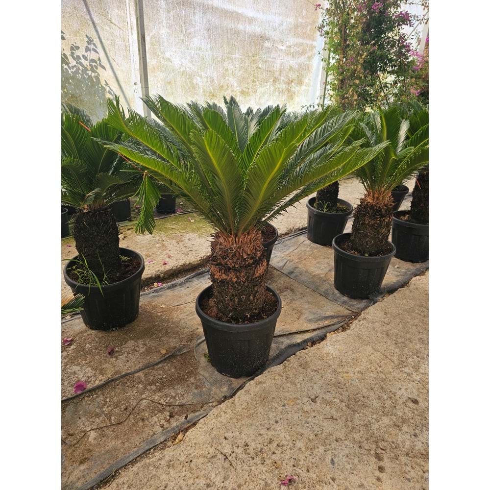 Cycas 25LT