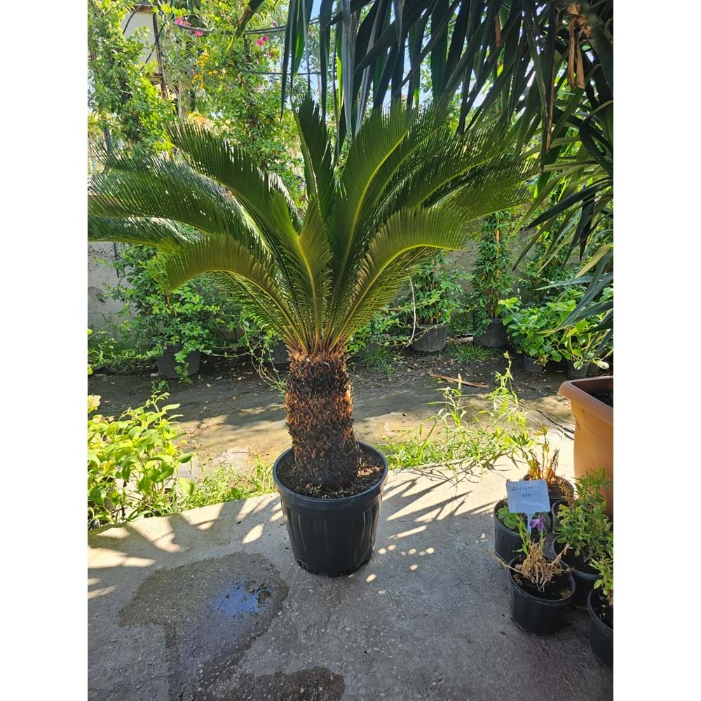 Cycas Extra Form 45LT