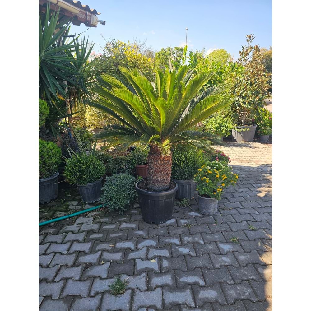 Cycas Extra Form 45LT
