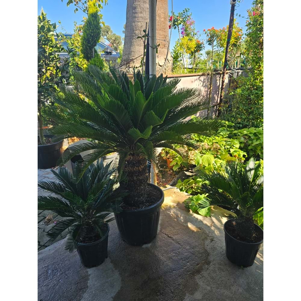 Cycas Extra Form 45LT