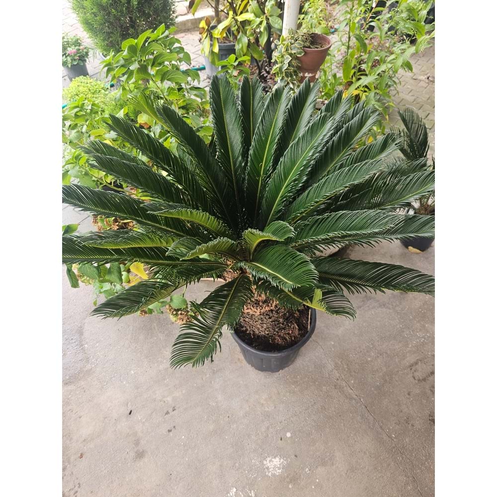 Cycas 25LT Kalın Gövde