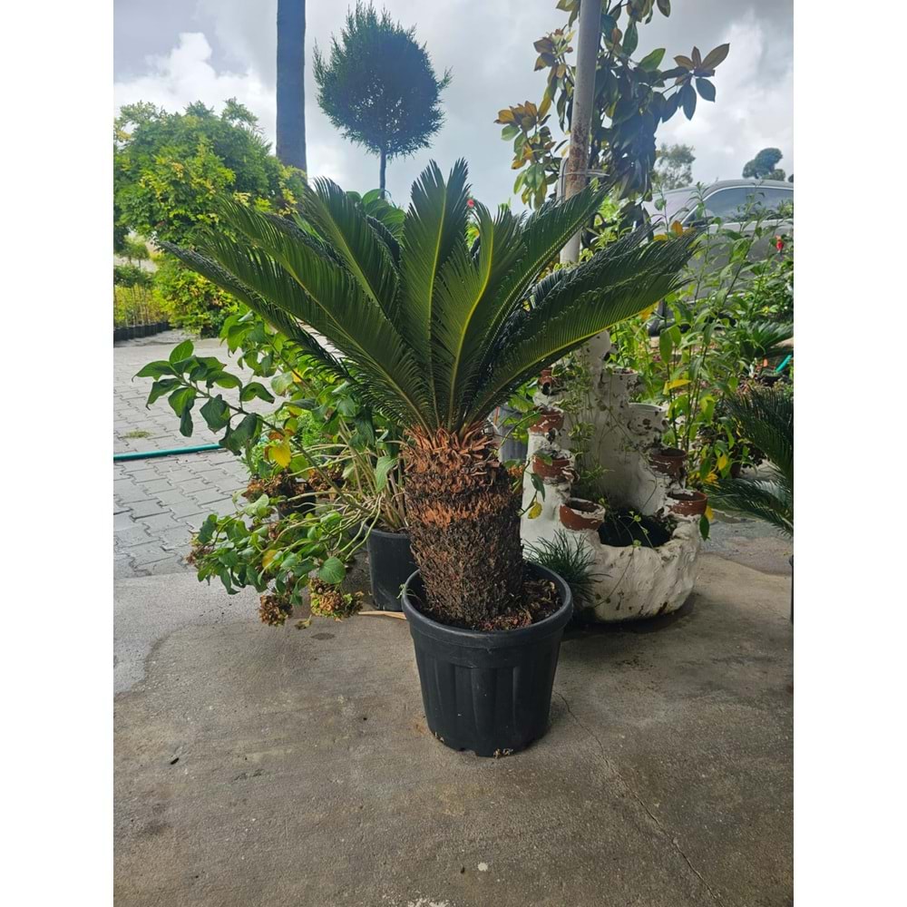 Cycas 25LT Kalın Gövde