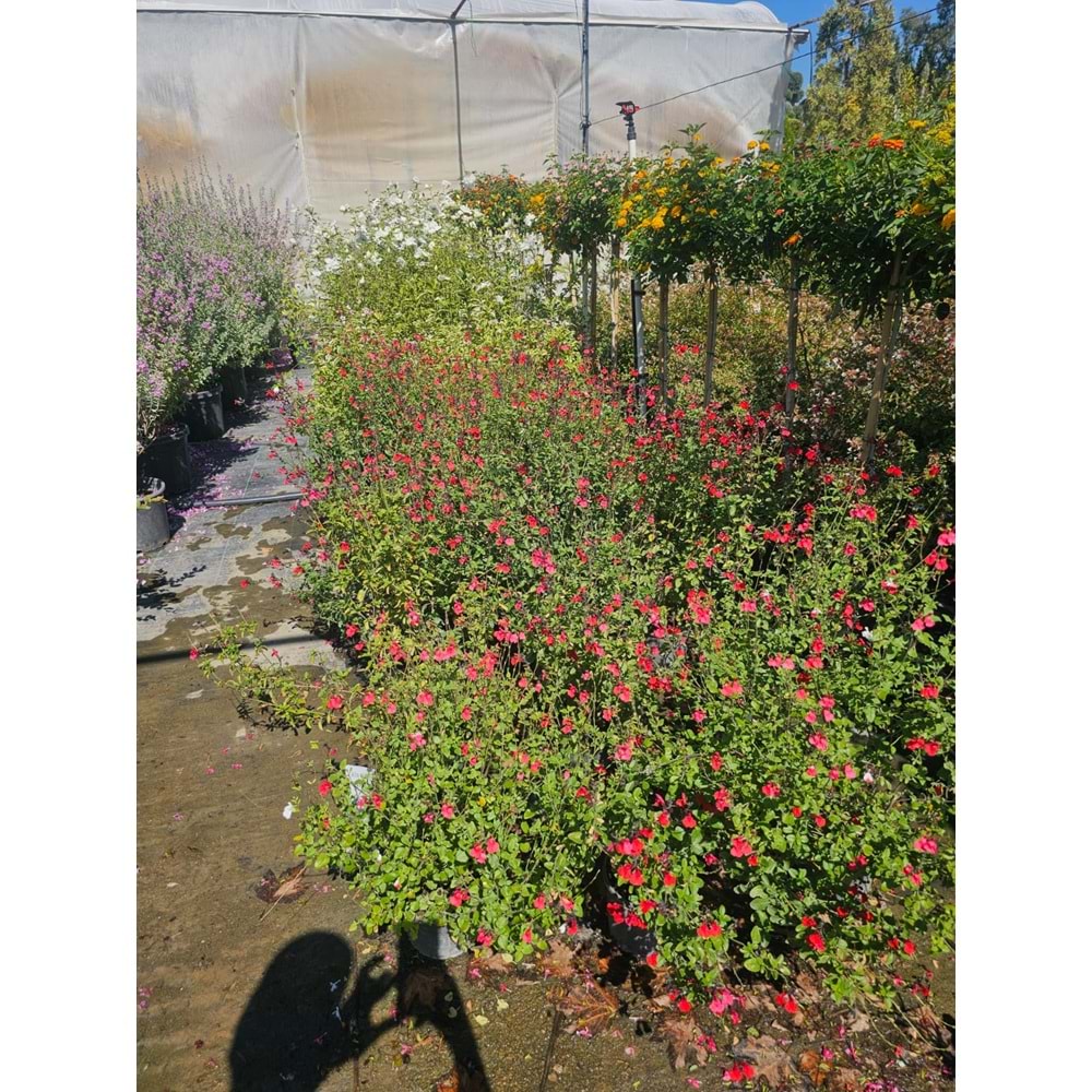 Süs Adaçayı (Salvia)
