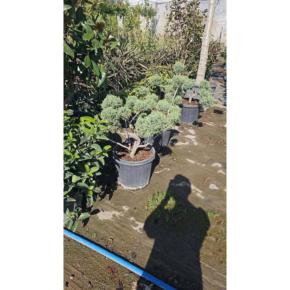 Ardıç Bonsai Form