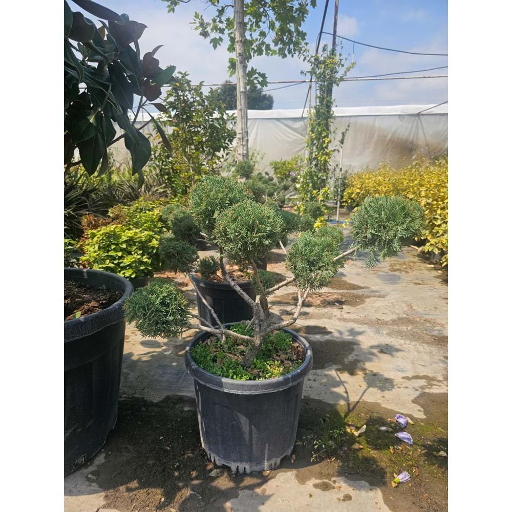 Ardıç Bonsai Form