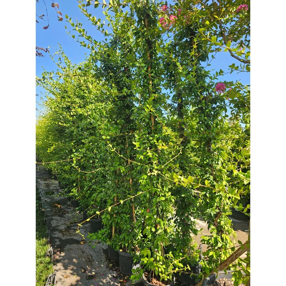 Arap Yasemini 3-3,5m