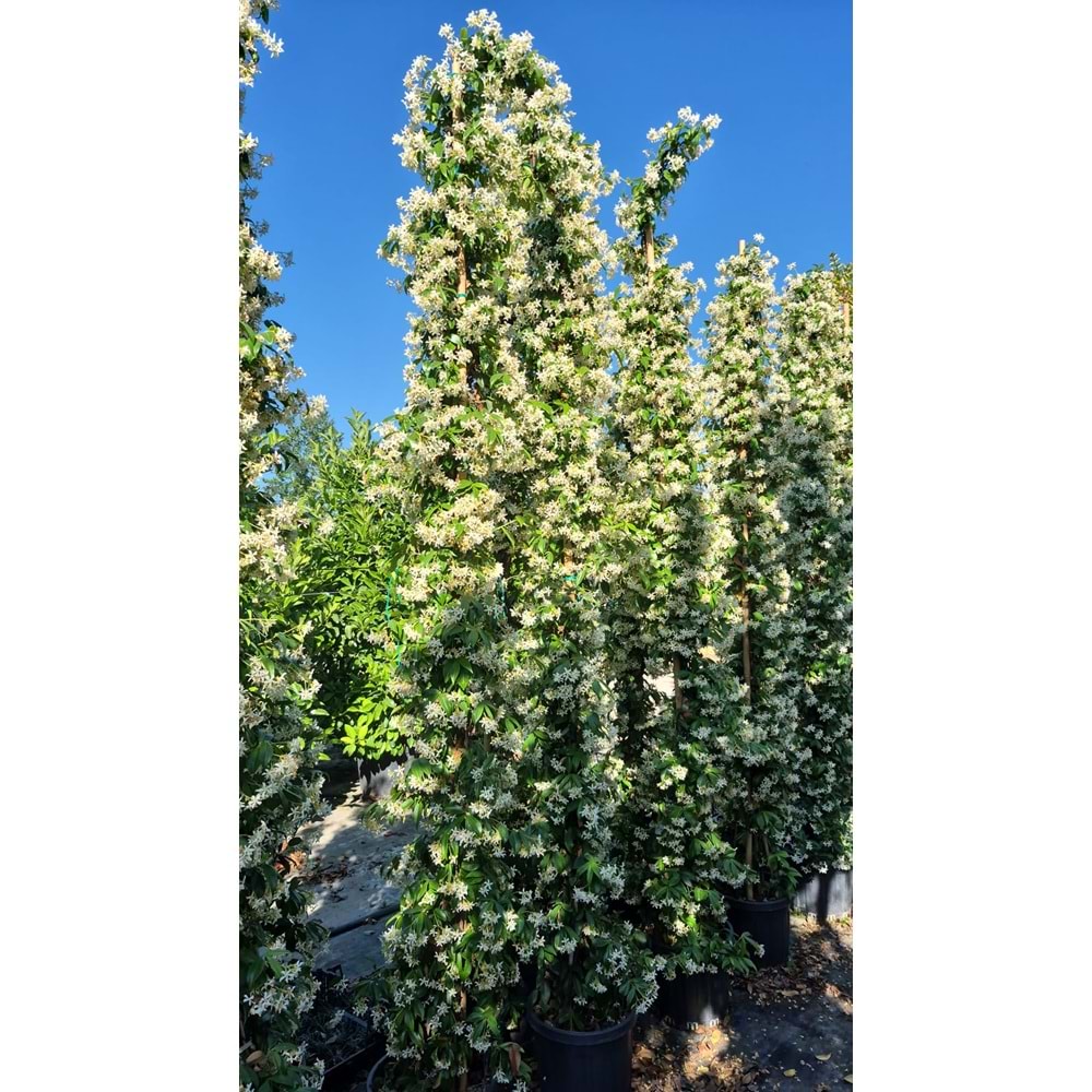 Arap Yasemini 3-3,5m
