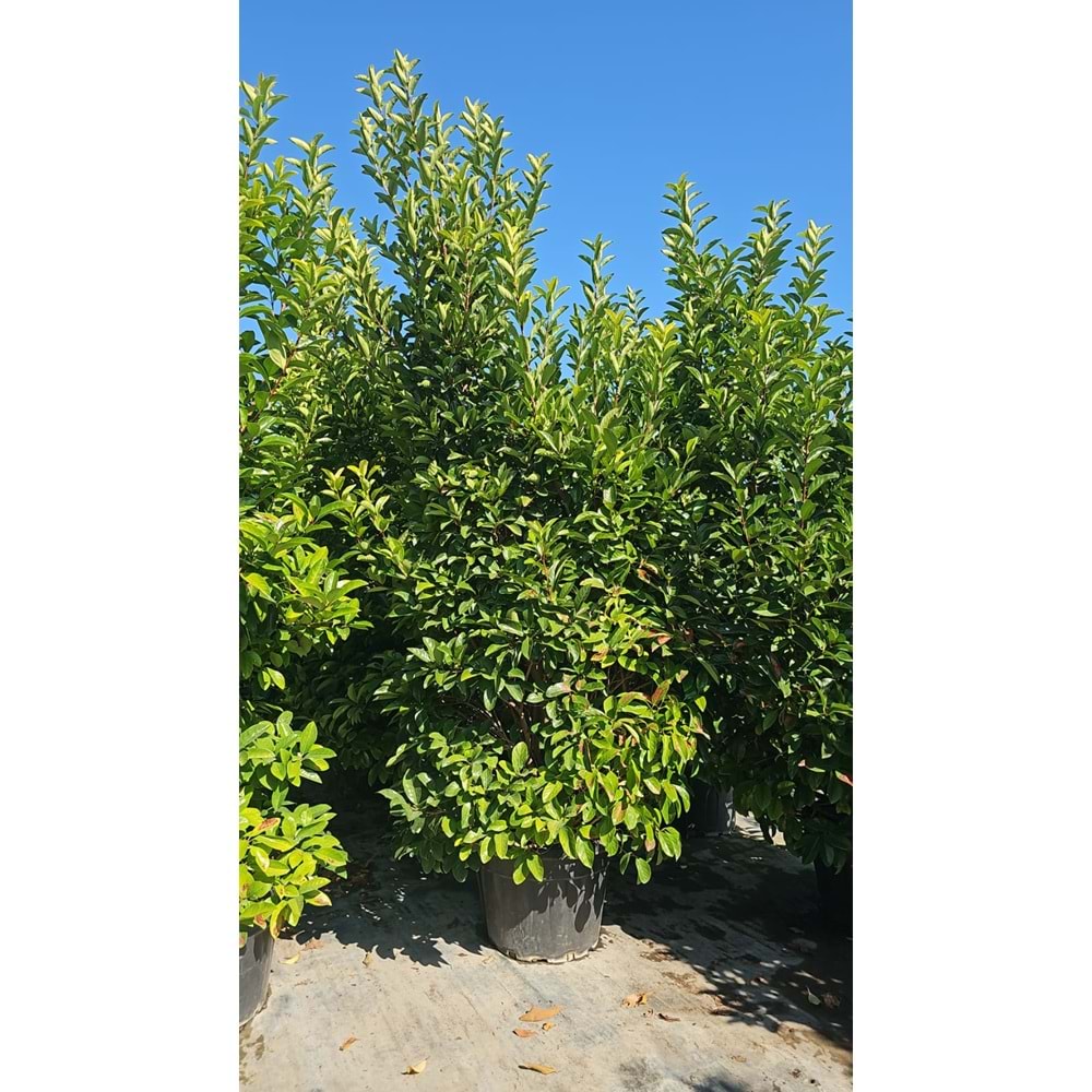 Viburnum lucidum 3–3,5 m / 125 LT