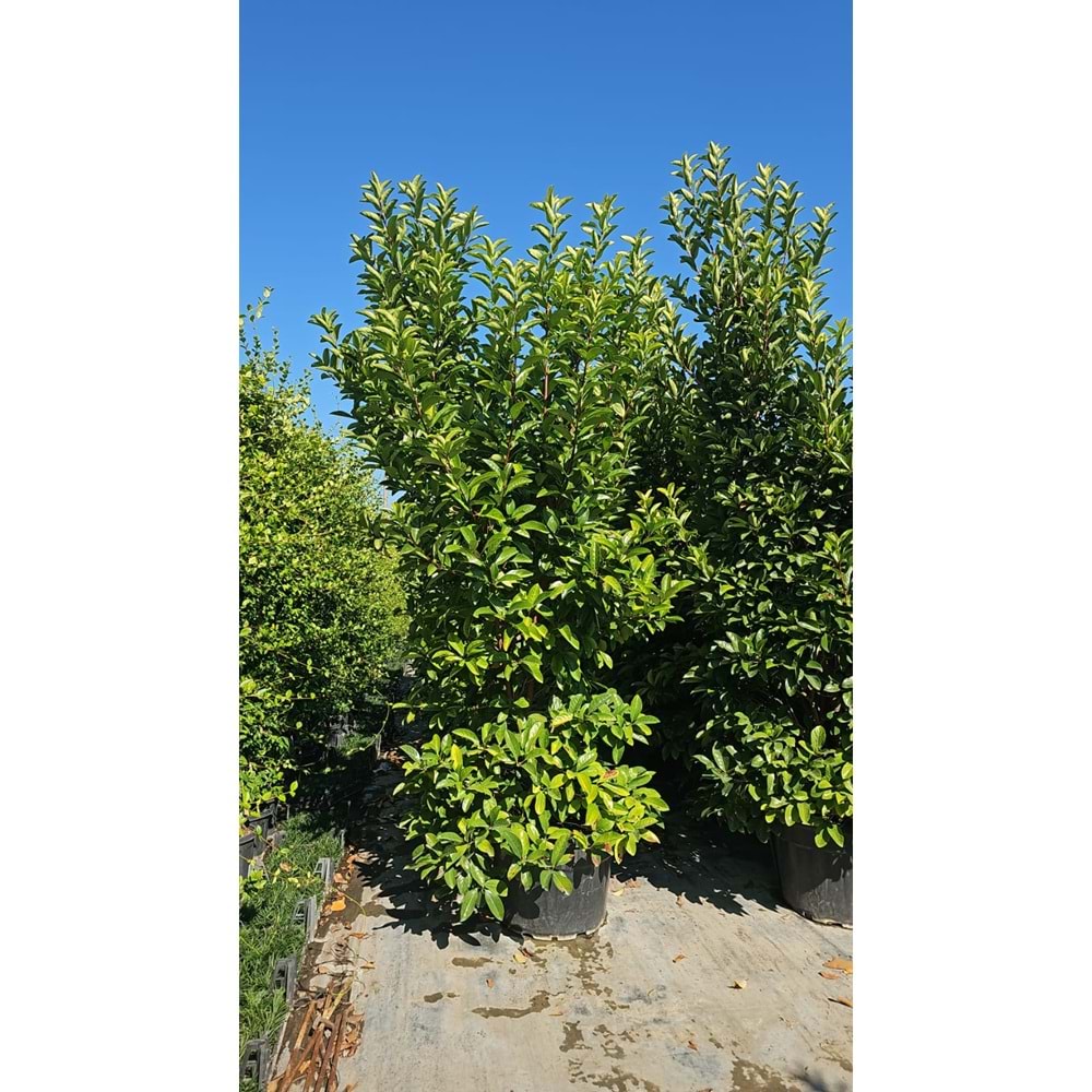 Viburnum lucidum 3–3,5 m / 125 LT